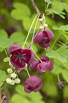 Biosphoto | 2588361 | Akébie à cinq feuilles (Akebia quinata), fleurs | &copy; Frédéric Tournay / Biosphoto