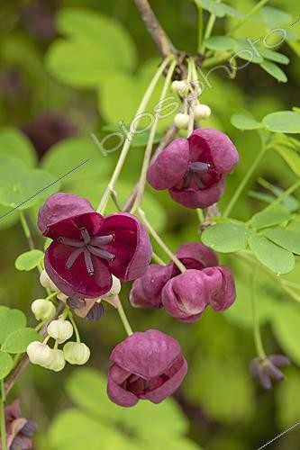 Biosphoto | 2588361 | Akébie à cinq feuilles (Akebia quinata), fleurs | &copy; Frédéric Tournay / Biosphoto