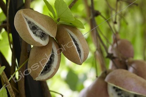 Biosphoto | 2594327 | Akébie, Akebia quinata, fruits | &copy; Visions BV, Netherlands / VisionsPictures & Photography / Visions Pictures / Biosphoto