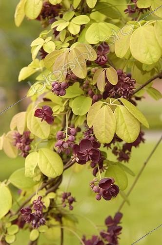 Biosphoto | 95261 | Akébie en fleur dans un jardin en Alsace France | &copy; Claude Thouvenin / Biosphoto