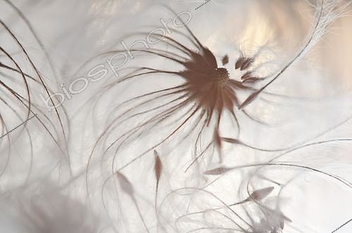 Biosphoto | 2090801 | Akènes plumeux de Clématite (Clematis sp) | &copy; Pedro Javier Pascual Hernandez / Biosphoto