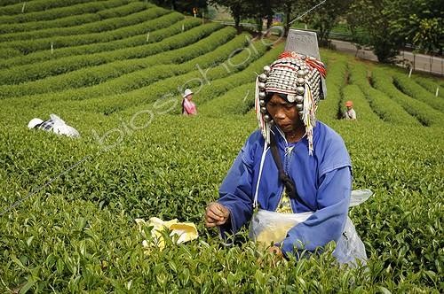 Biosphoto | 1522755 | Akha woman are working for the tea plantation Thailand | &copy; Patrick Hochner / Biosphoto