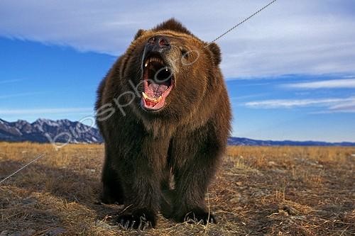 Biosphoto | 1441960 | Alaskan brown bear threatening open mouth Alaska | &copy; Gérard Lacz / Biosphoto