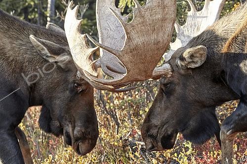Biosphoto | 2150566 | Alaskan Moose (Alces alces gigas) males fighting, Denali National Park, Alaska, USA | &copy; Robert Valarcher / Biosphoto