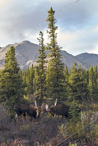Biosphoto | 2150572 | Alaskan Moose (Alces alces gigas) males fighting, Denali National Park, Alaska, USA | &copy; Robert Valarcher / Biosphoto