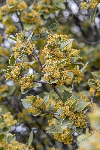 Biosphoto | 2557494 | Alaterne (Rhamnus alaternus) en fleur, Gard, France | &copy; Marie Aymerez / Biosphoto