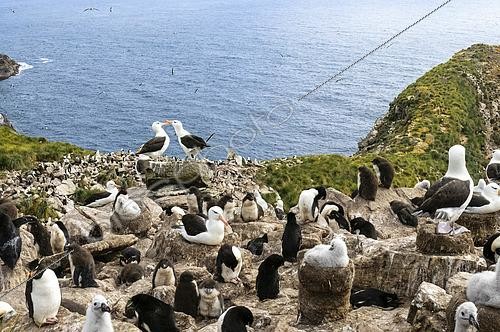Biosphoto | 2600548 | Albatros à sourcils noirs (Thalassarche melanophris), Westpoint Island, Devil's Nose, Iles Falkland | &copy; Jean-Paul Chatagnon / Biosphoto