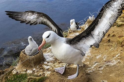 Biosphoto | 2600549 | Albatros à sourcils noirs (Thalassarche melanophris), Saunders Island, Iles Falkland | &copy; Jean-Paul Chatagnon / Biosphoto