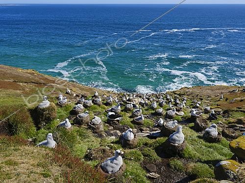 Biosphoto | 2626266 | Albatros à sourcils noirs (Thalassarche melanophris) ou Mollymauk, colonie avec poussins au nid, été, île Saunders, îles Falkland, Amérique du Sud | &copy; Martin Zwick / Biosphoto