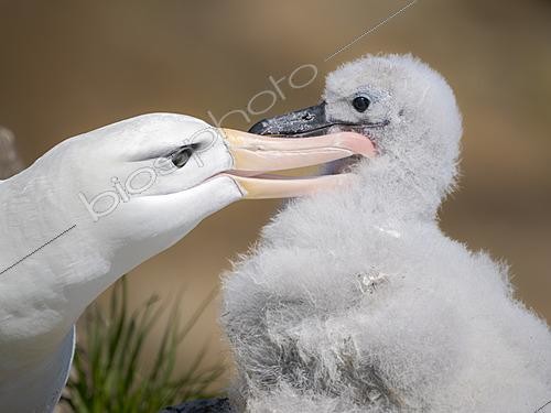 Biosphoto | 2626274 | Albatros à sourcils noirs (Thalassarche melanophris) ou Mollymauk, oisillon au nid avec un parent adulte, été, île Saunders, îles Falkland, Amérique du Sud | &copy; Martin Zwick / Biosphoto