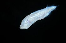 Biosphoto | 1251424 | Albino fish Playa del Carmen Yucatan Mexico | &copy; Xavier Safont / Visual and Written - Photo Collection / Biosphoto