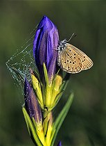 Biosphoto | 2394319 | Alcon Blue (Phengaris alcon) on Marsh Gentian (Gentiana pneumonanthe), Regional Natural Park of Northern Vosges, France | &copy; Michel Rauch / Biosphoto