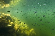Biosphoto | 1240190 | Alevins nageant et souche dans un lac Jura France | &copy; Michel Loup / Biosphoto