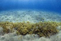 Biosphoto | 2583280 | Algues. Après une tempête, les algues arrachées au substrat rocheux s'entassent sur le fond marin. Fonds marins des îles Canaries, Ténérife. | &copy; Sergio Hanquet / Biosphoto