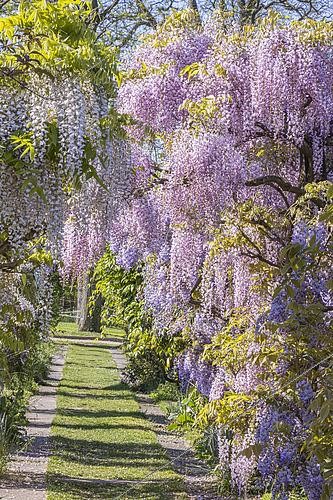 Biosphoto | 2601298 | Allée aux Glycines, Wisteria floribunda 'Rosea', Wisteria venusta, Ecole du breuil, Paris, France | &copy; Alain Kubacsi / Biosphoto