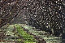 Biosphoto | 1251148 | Allée de Cerisiers en hiver Provence France | &copy; Michel Gunther / Biosphoto