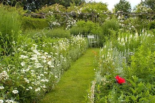 Biosphoto | 15204 | Allée de gazon et jardin blanc ; Jardin  Tuinen Van Ruinen . Orlaya grandiflora. Artemisia ludiviciana. | &copy; NouN / Biosphoto