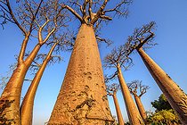 Biosphoto | 2095228 | Allée des Baobabs près de Morondava, Madagascar | &copy; Jean-Philippe Delobelle / Biosphoto