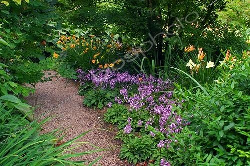 Biosphoto | 60058 | Allée gravillonnée  aux Jardins de Plantbessin en été | &copy; Frédéric Didillon / Biosphoto