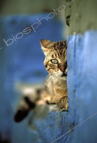 Biosphoto | 4046 | Alley cat hiding behind a wall | &copy; Jean-Michel Labat / Biosphoto
