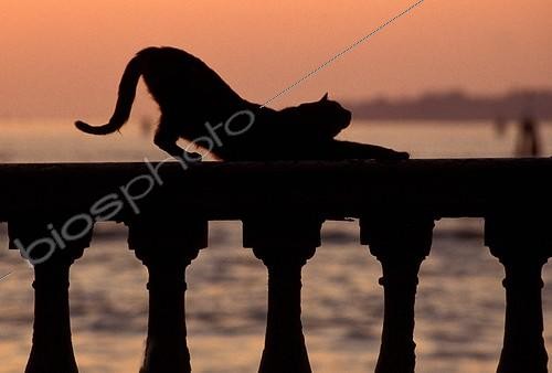 Biosphoto | 4058 | Alley cat stretching on a bridge Venice Italy | &copy; Jean-Michel Labat / Biosphoto
