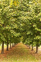Biosphoto | 2546092 | Alley lined with large-leafed lime trees (Tilia platyphyllos) in autumn, Oise, France | &copy; Yann Avril / Biosphoto