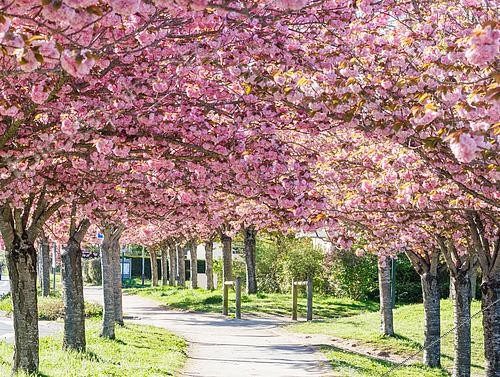 Biosphoto | 2584416 | Alley of Japanese Cherry trees (Prunus serrulata), blooming in spring, Le Rheu, Ille et Vilaine, Brittany, France | &copy; Sylvain Cordier / Biosphoto