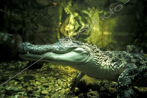 Biosphoto | 30452 | Alligator du Mississippi sous l'eau USA | &copy; Stéphan Bonneau / Biosphoto
