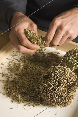 Biosphoto | 968574 | Allium ampeloprasum ?Kelvedon King? | &copy; Carol Sharp / Flowerphotos / Biosphoto