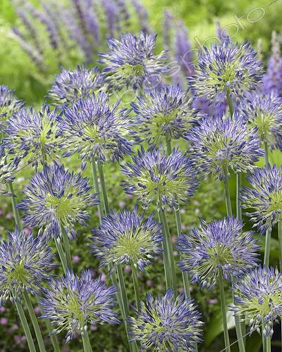 Biosphoto | 2503583 | Allium litvinovii lipsitzii | &copy; Visions Pictures / Biosphoto