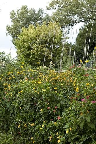 Biosphoto | 1200841 | Allotments Aygalades in summer Marseille France | &copy; Philippe Giraud / Biosphoto
