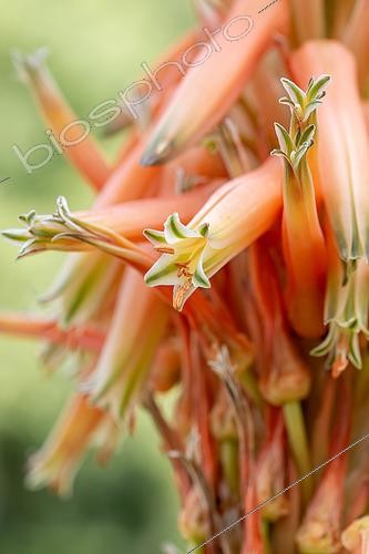 Biosphoto | 2511772 | Aloe (Aloe sp.), flowers, Gard, France | &copy; Marie Aymerez / Biosphoto