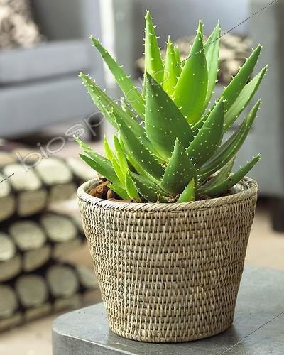 Biosphoto | 1090624 | Aloe mitriformis | &copy; Visions Botanical / Visions Pictures / Biosphoto