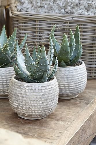 Biosphoto | 1761415 | Aloès ; Aloe | &copy; Visions Botanical / Visions Pictures / Biosphoto