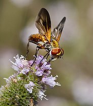 Biosphoto | 2051260 | Alophore hémiptère (Phasia hemiptera), 2015 09 09, Parc naturel régional des Vosges du Nord, classé Réserve mondiale de Biosphère par l'UNESCO, France | &copy; Michel Rauch / Biosphoto