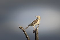 Biosphoto | 2601884 | Alouette sabota (Calendulauda sabota) sur une branche morte, Etosha national Park, Namibie, Afrique | &copy; Alain Roux / Biosphoto