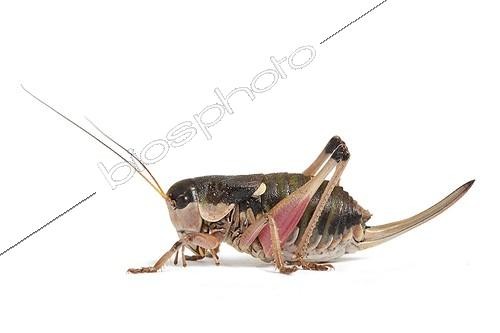 Biosphoto | 1988241 | Alpine Bushcricket | &copy; Michel Gunther / Biosphoto