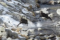 Biosphoto | 2100040 | Alpine Chamois (Rupicapra rupicapra), rutting period in November, Mercantour, Alpes, France | &copy; Robert Valarcher / Biosphoto