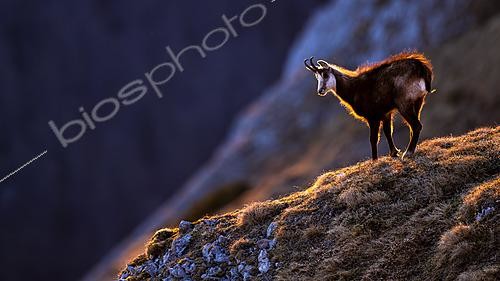 Biosphoto | 2626701 | Alpine chamois (Rupicapra rupicapra) standing in the grass, in the mountains. Alps, Austria. | &copy; Ervin Horesnyík / Biosphoto