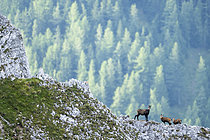 Biosphoto | 2609436 | Alpine chamois (Rupicapra rupicapra) standing on the rock, Alps, Austria. | &copy; Ervin Horesnyík / Biosphoto