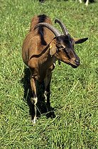 Biosphoto | 1254454 | Alpine Goat  | &copy; Mich Mac / Biosphoto