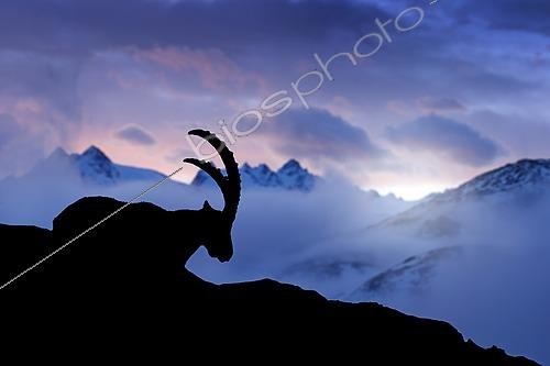 Biosphoto | 2609872 | Alpine Ibex, animal in nature rock habitat, France. Twilight night in the high mountain. Ibex silhouette with dark evening clouds in the Alps. Mountain landscape with wild horn mammal, Europe wildlife. | &copy; Ondrej Prosicky / imageBROKER / Biosphoto