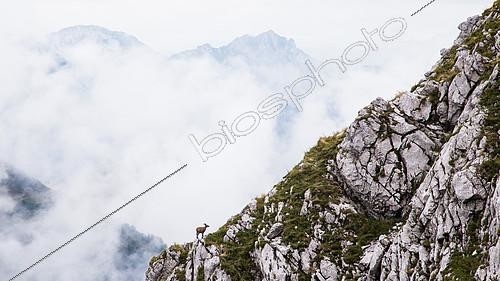 Biosphoto | 2100109 | Alpine ibex (Capra ibex) at the foot of a rocky slope a rainy day in the Chablais mountains, Alps, France | &copy; Emile Séchaud / Biosphoto