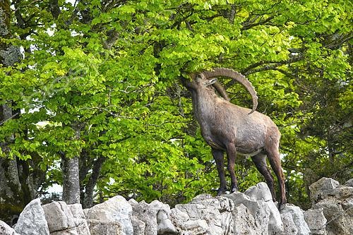 Biosphoto | 2602386 | Alpine ibex (Capra ibex) eating young beech leaves, Creux du Van, Switzerland | &copy; Monique Morin / Biosphoto