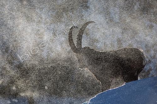 Biosphoto | 2100119 | Alpine ibex (Capra ibex) exposed to wind and snow during the breeding season in december, Jura mountains, Switzerland | &copy; Emile Séchaud / Biosphoto