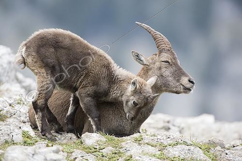 Biosphoto | 2100736 | Alpine Ibex (Capra ibex) female and young cuddling, Creux du Van, Switzerland | &copy; Olivier Gutfreund / Biosphoto
