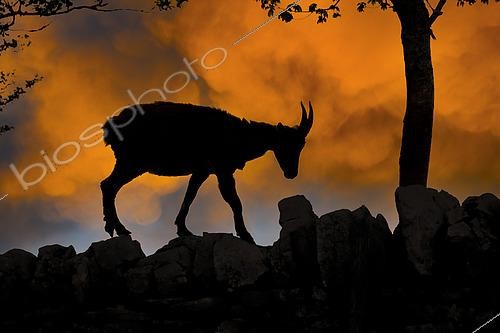 Biosphoto | 2603272 | Alpine ibex (Capra ibex) female at sunrise, Creux du Van, Switzerland | &copy; Monique Morin / Biosphoto