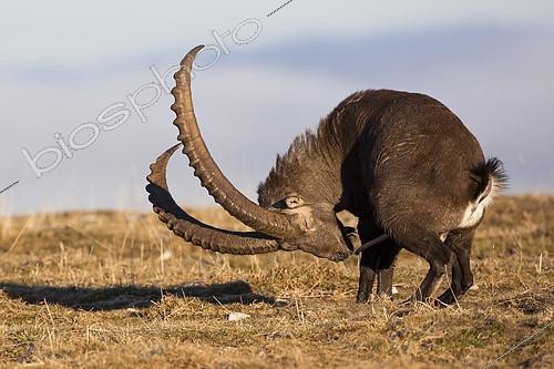 Biosphoto | 2100748 | Alpine Ibex (Capra ibex) male grooming, France | &copy; Olivier Gutfreund / Biosphoto