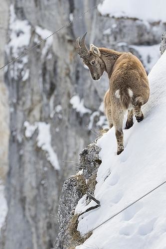 Biosphoto | 2100751 | Alpine Ibex (Capra ibex) on snowy cliff, France | &copy; Olivier Gutfreund / Biosphoto