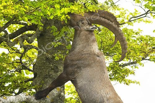 Biosphoto | 2602387 | Alpine ibex (Capra ibex) standing and eating young beech leaves, Creux du Van, Switzerland | &copy; Monique Morin / Biosphoto